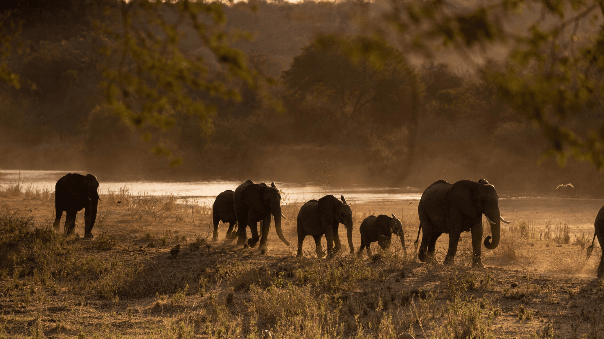 Elephants walking along the Olifants Rivier in South Africa