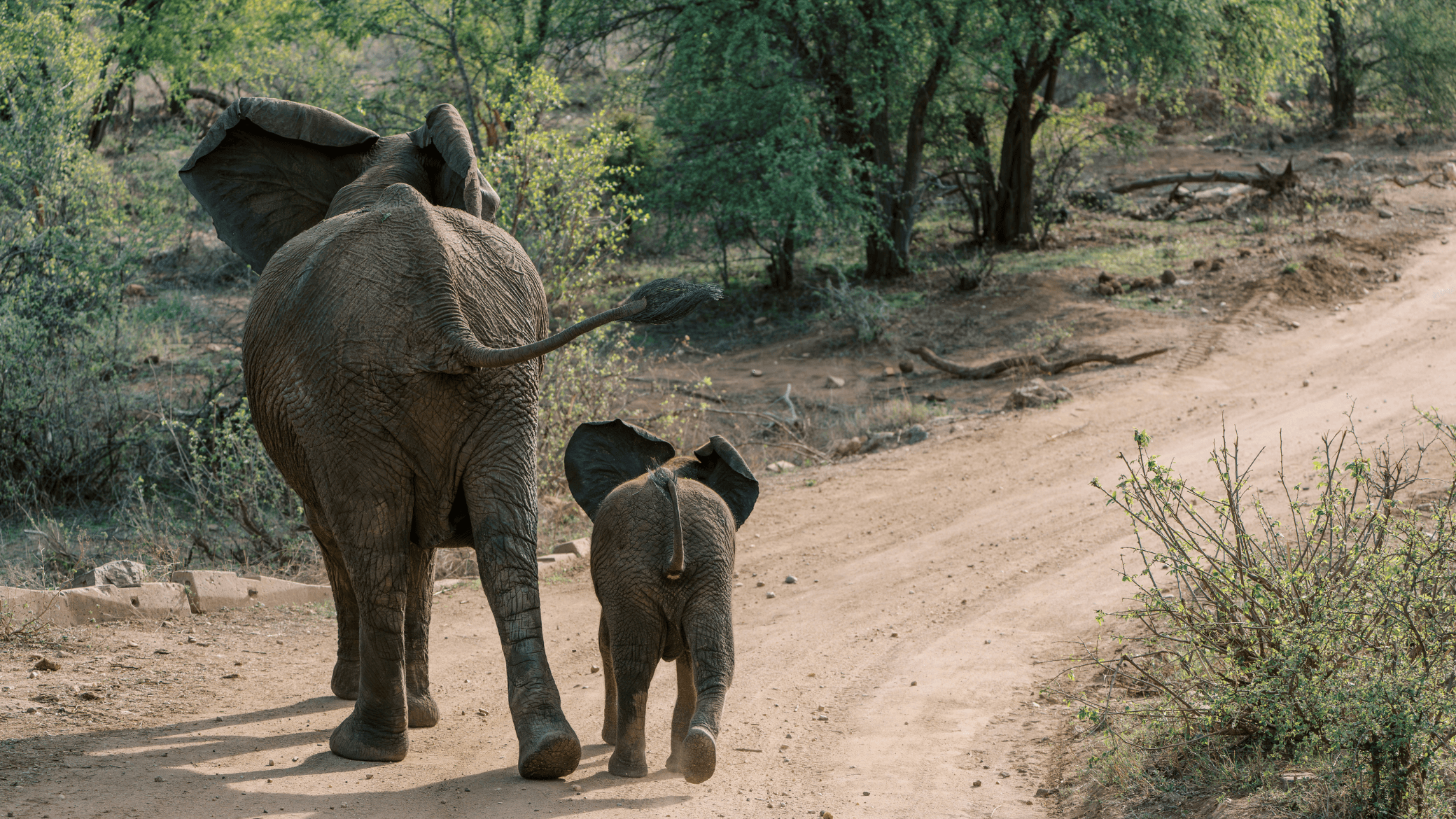 Mom and baby elephant walking away